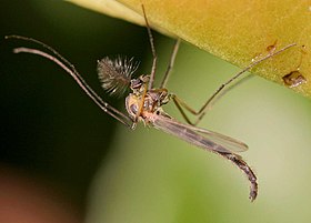 Chironomus plumosus