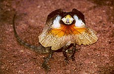 Frill-necked lizard faces predators, making itself look big with head frills, gaping, raising its body and waving its tail.