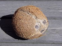 Coconut