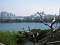 Blick auf Sydney vom Taronga Zoo aus