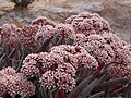 Crassula macowaniana