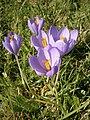 Crocus nudiflorus