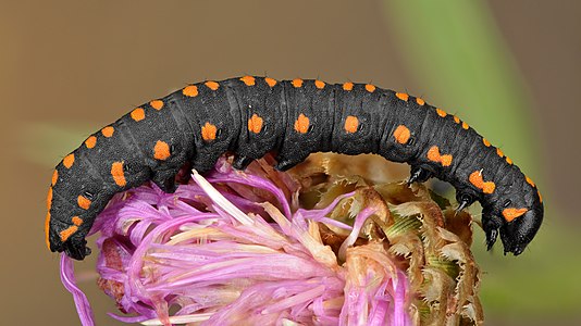 Cucullia lucifuga caterpillar, by Iifar