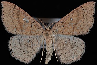 Cyclophora dataria