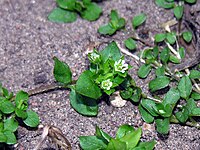 Stellaria media