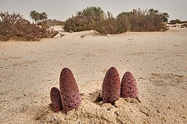 Desert Thumbs (Cynomorium coccineum, local name tartouth) on a beach near Umm Bab.