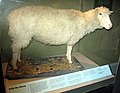 Image 25Dolly the sheep is the first mammal to be cloned from an adult somatic cell. (from 1990s)