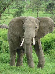 African bush elephant Loxodonta africana