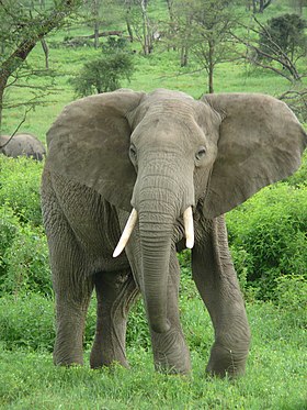 Elefante-da-savana, um das espécies de elefante-africano