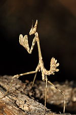 Miniatura para Empusa pennata