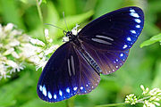 Male E. s. swinhoei in Taiwan