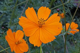 Yellow cosmos of Holmes Run