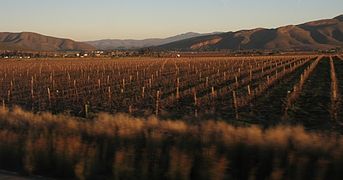 A vineyard on the Garden Route in winter