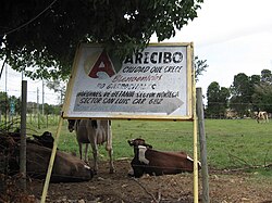 Cows (dairy is a mainstay industry of Arecibo and nearby Hatillo)