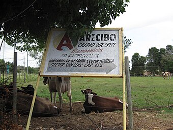 Cows at Sector Noriega, Jardines de Bethania and Sector San Luis