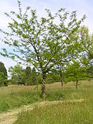 Ejemplar de Gleditsia texana