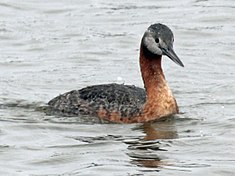 Grand Grèbe (Podiceps major)