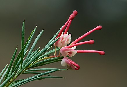 Grevillea rosmarinifolia, by JJ Harrison