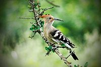 Hoopoe at Rajaji National Park, Uttarakhand, India