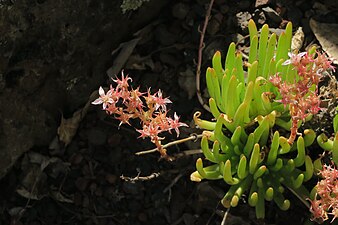 Dudleya viscida