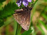 Adult, ventral view of wings.