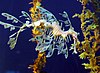 A Leafy Sea Dragon (Phycodurus eques)