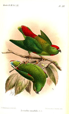 Ilustração de Keulemans, 1891