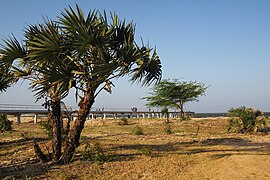 La jetée de Malindi.