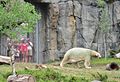 Polar bear exhibit
