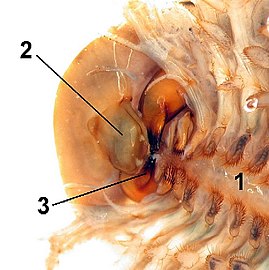 カブトエビの上唇（2）と大顎（3）