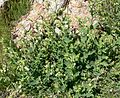 Nicotiana obtusifolia