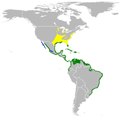      Nidificación      Invernada      Todo el año