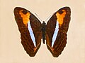 Adelpha plesaure