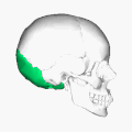 Position of occipital bone (shown in green). Animation.