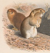 Drawing of brown pikas