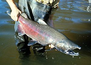 Чавича (Oncorhynchus tschawytscha)