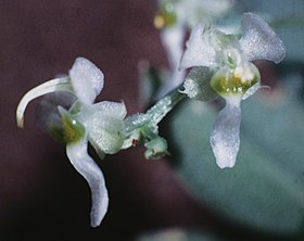 Ornithocephalus gladiatus