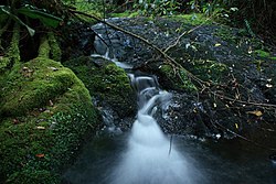 Otanewainuku Reserve