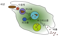 A cartoon that depicts the engulfment of a single bacterium, its passage through a cell where it is digested and released as debris.