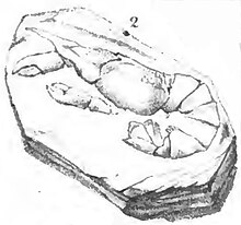 Monochrome drawing of a crustacean fossil