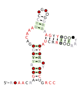 DUF3800-II Secondary structure taken from the Rfam database. Family RF02961