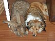 Un lapin géant des Flandres et un chien shetland.