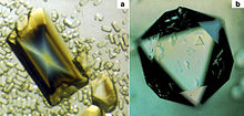 Crystals of "Tobacco virtovirus 1" grown in space. They are ca. ~1.5 mm long and ~30 times larger by volume than Earth-grown samples.