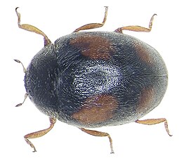 Scymnus frontalis