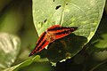 Semuliki NP, W. Uganda