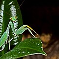 Sphodromantis baccettii