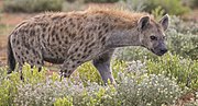 Spotted brown hyena