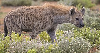 Spotted hyena (Crocuta crocuta)