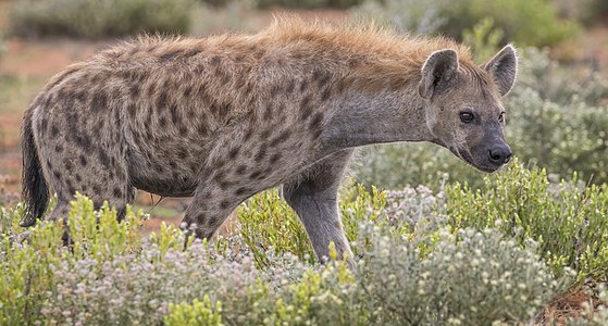 Spotted hyena, by Charlesjsharp