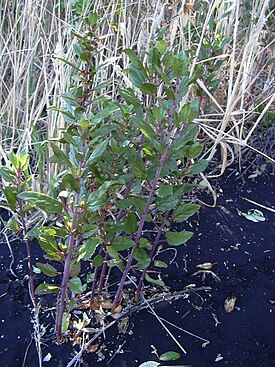 Stenogyne rugosa